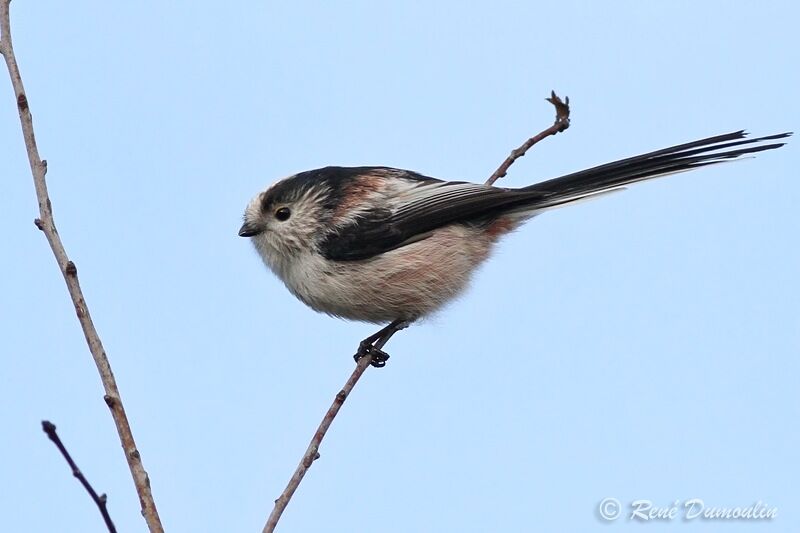 Long-tailed Titadult, identification