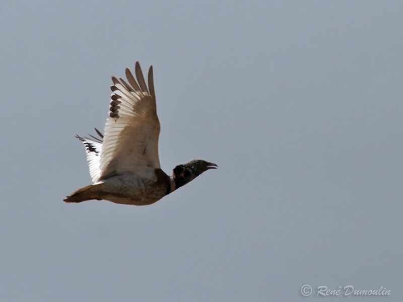 Little Bustard male adult, Flight