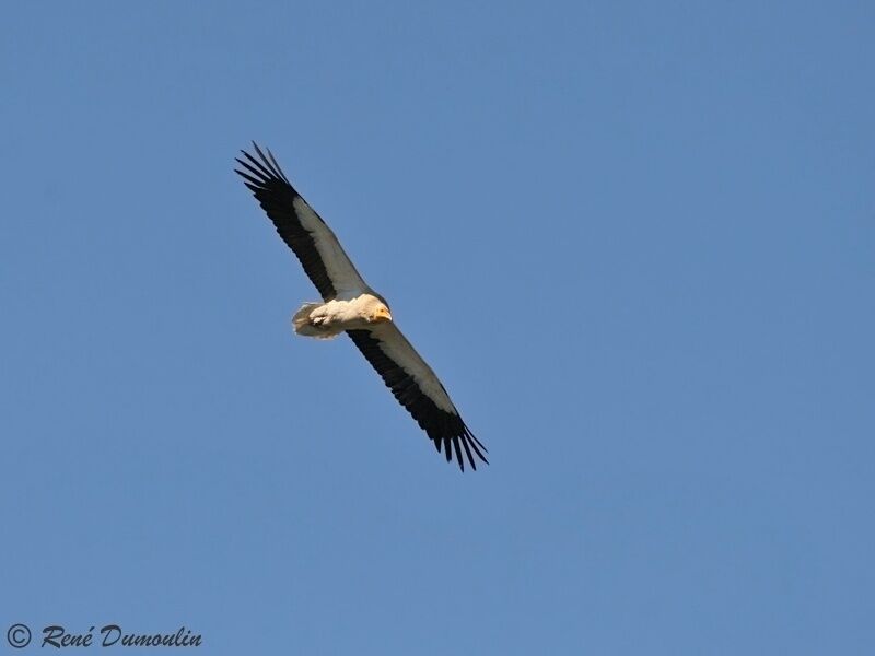 Egyptian Vulture