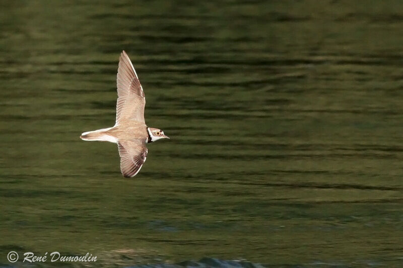 Little Ringed Ploveradult, Flight