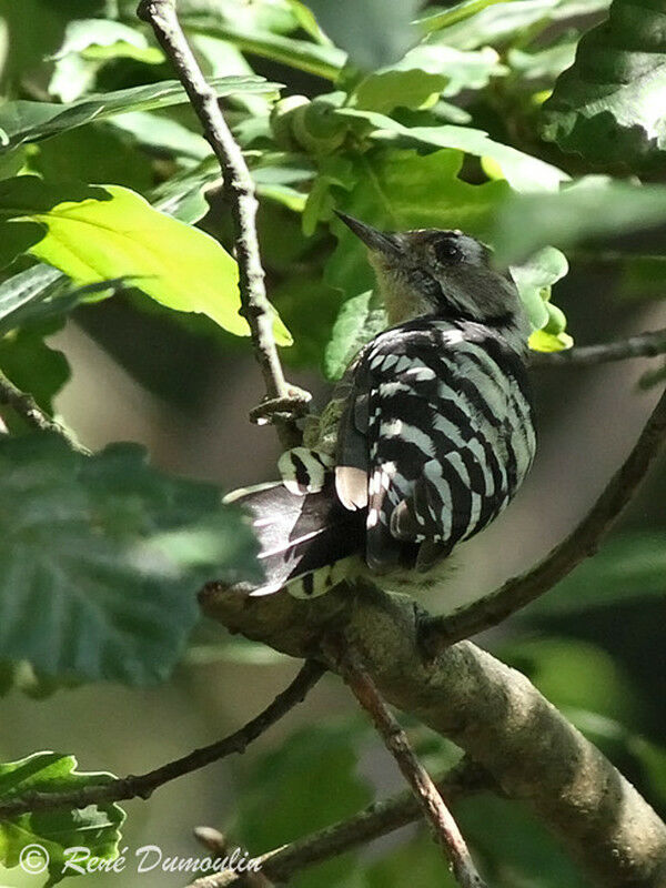 Pic épeichette femelle, identification