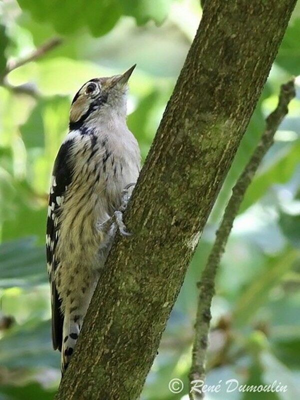 Lesser Spotted Woodpecker female adult, identification