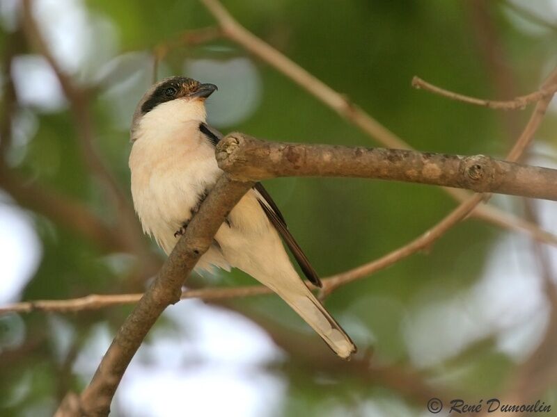 Lesser Grey Shrikeadult