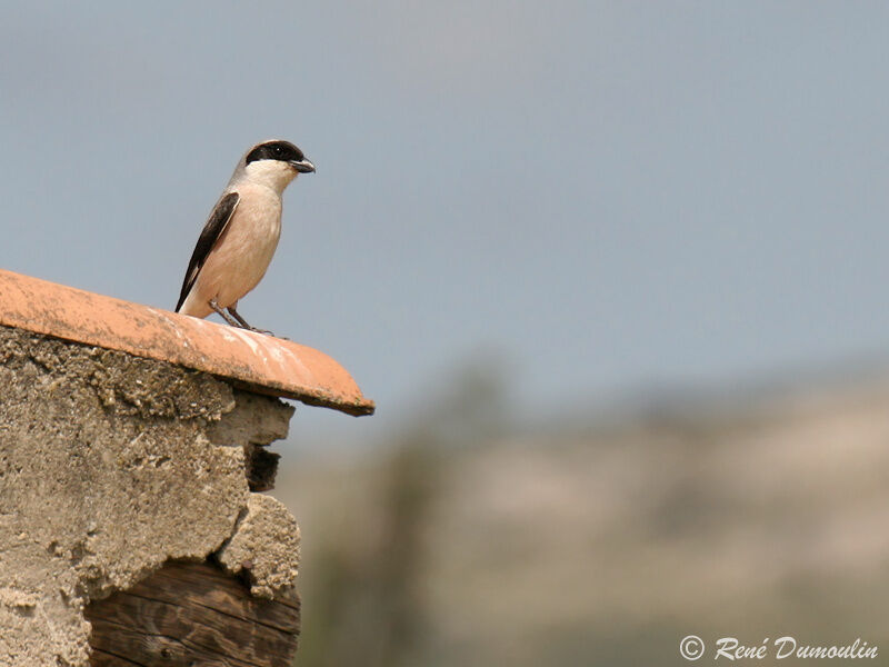 Lesser Grey Shrikeadult