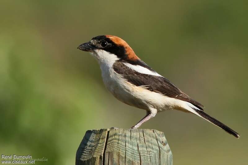 Woodchat Shrike male adult breeding, identification