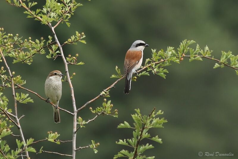 Red-backed Shrikeadult breeding