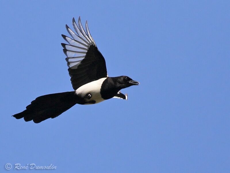 Eurasian Magpieadult, Flight