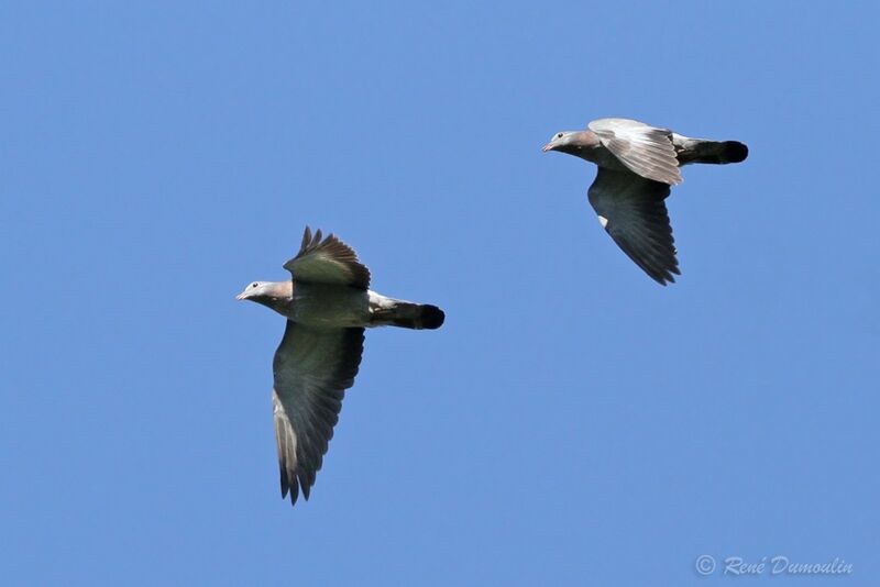 Stock Dove, Flight