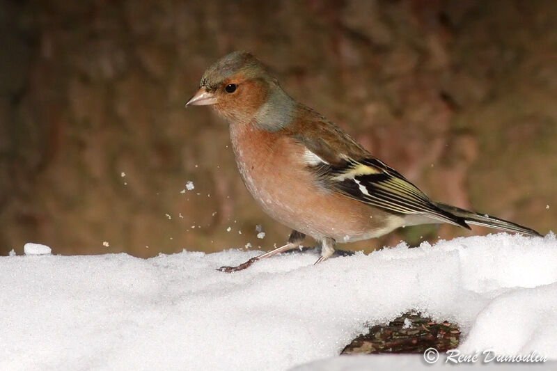 Eurasian Chaffinch male adult, identification