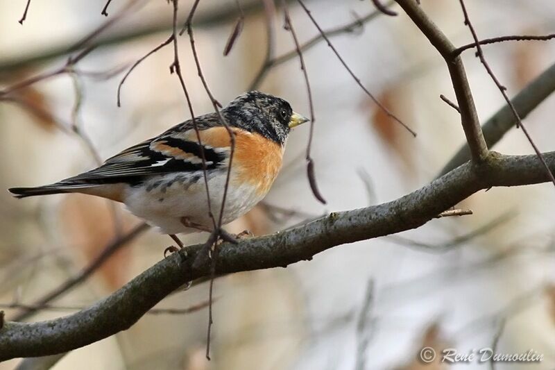 Brambling male adult post breeding, identification