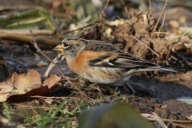 Brambling male adult post breeding, identification