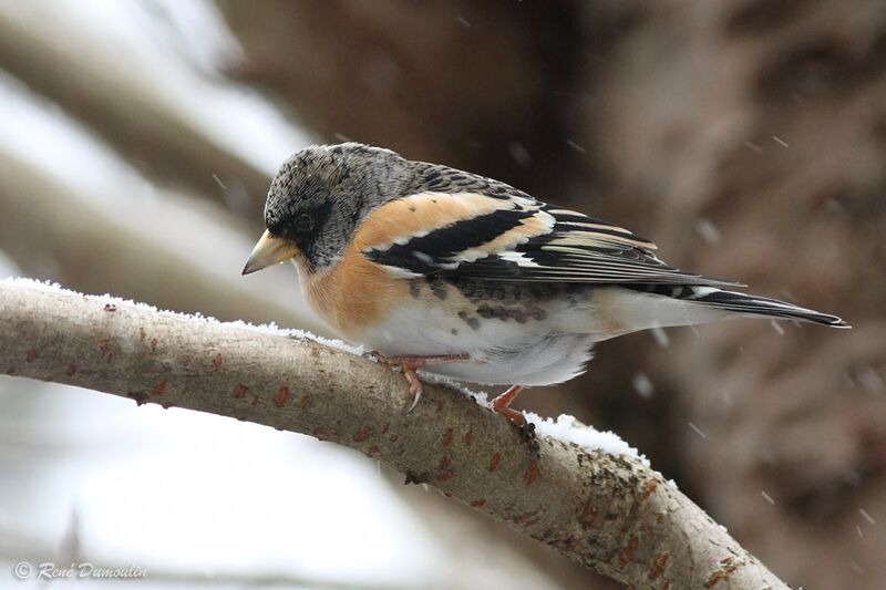 Bramblingadult transition, identification