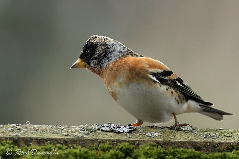 Brambling male adult post breeding, identification