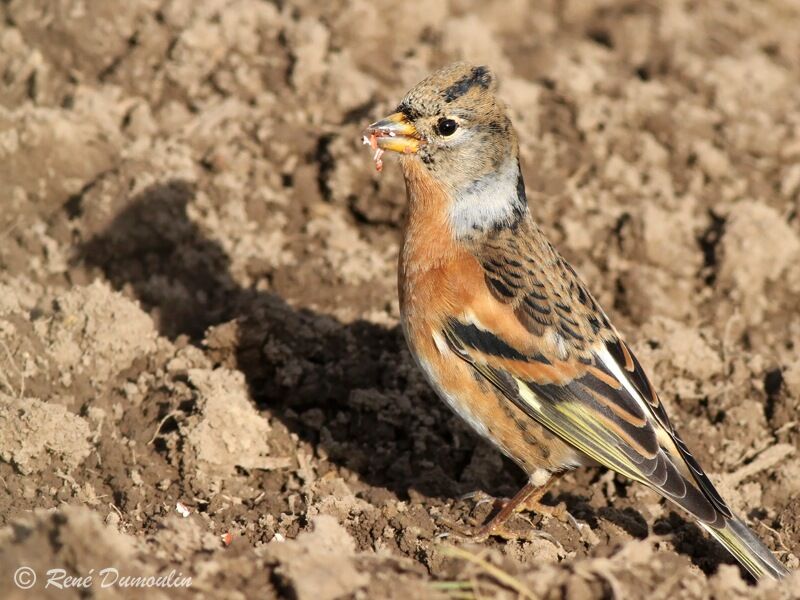 Brambling female, identification