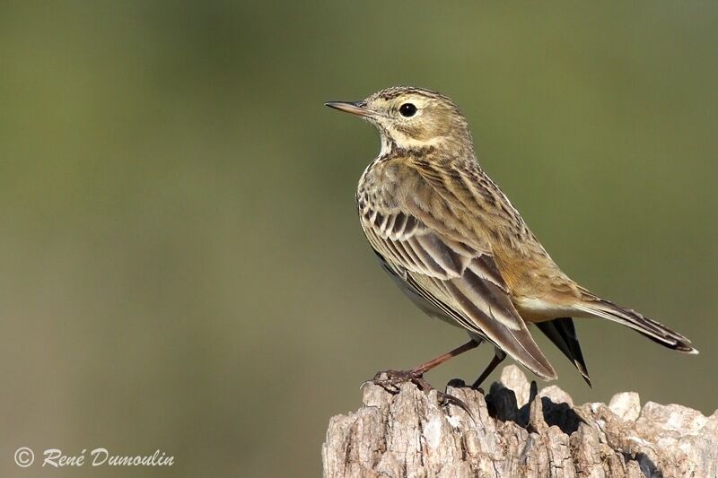 Meadow Pipitadult, identification