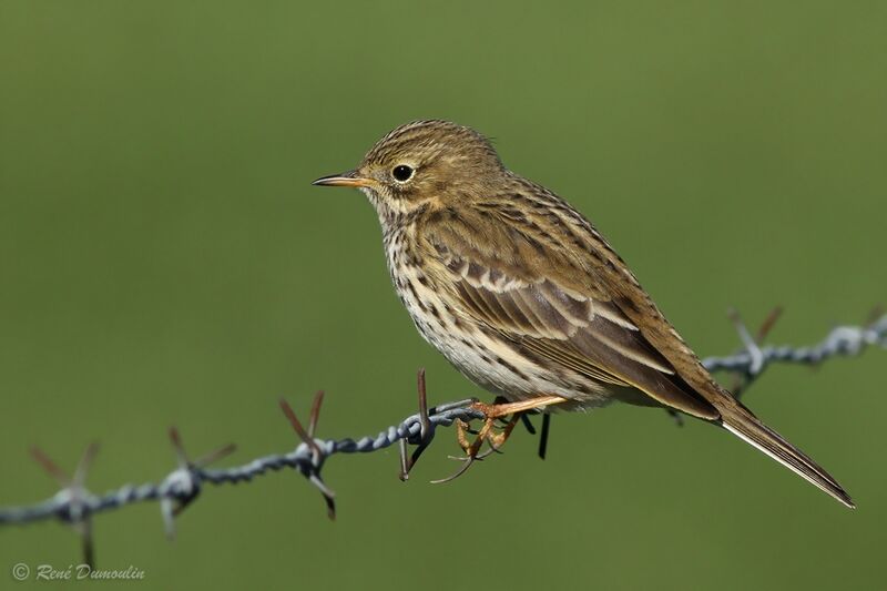 Pipit farlouse, identification