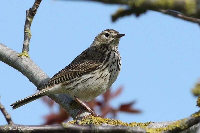 Meadow Pipit male adult breeding, identification