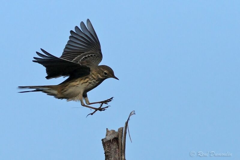 Meadow Pipit, Flight