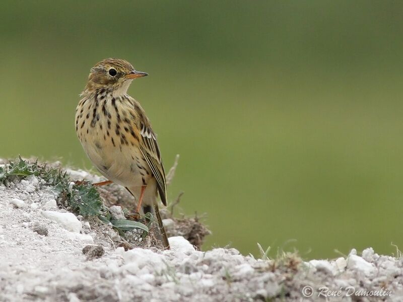 Pipit farlouse, identification