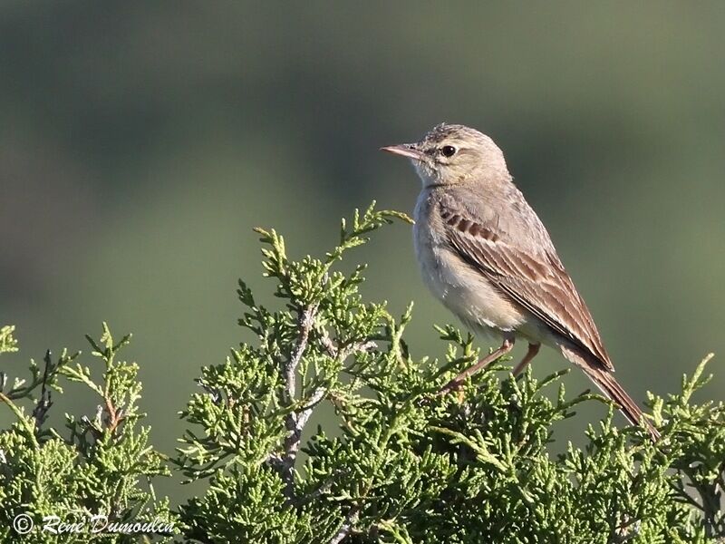 Pipit rousselineadulte, identification