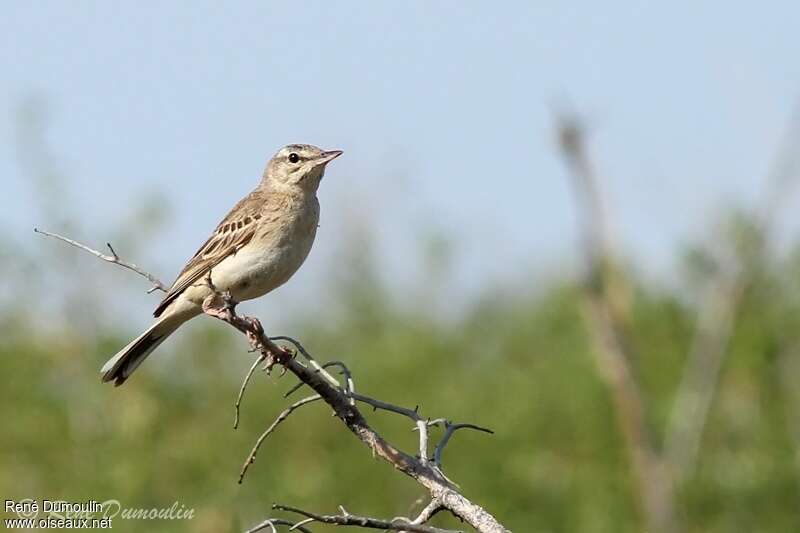 Pipit rousseline mâle adulte, Comportement