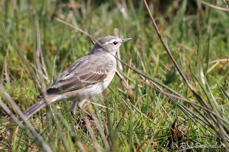 Water Pipitadult breeding, identification