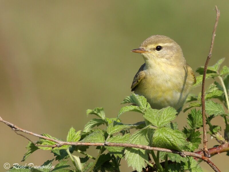 Willow Warbler male adult, identification