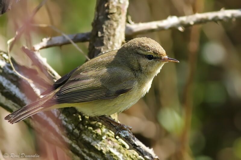 Willow Warbler male adult breeding, identification