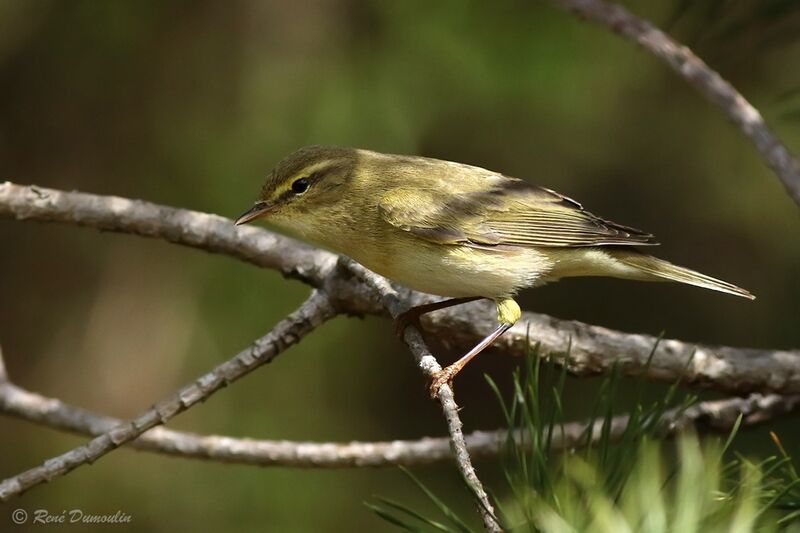 Willow Warbler male adult breeding, identification