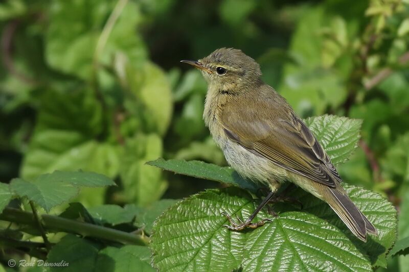 Common ChiffchaffFirst year, identification