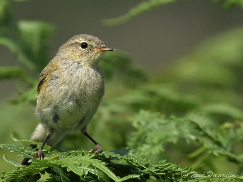 Common Chiffchaffjuvenile, identification