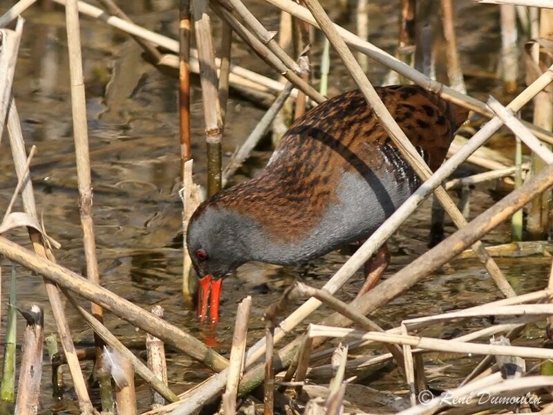 Water Railadult, identification