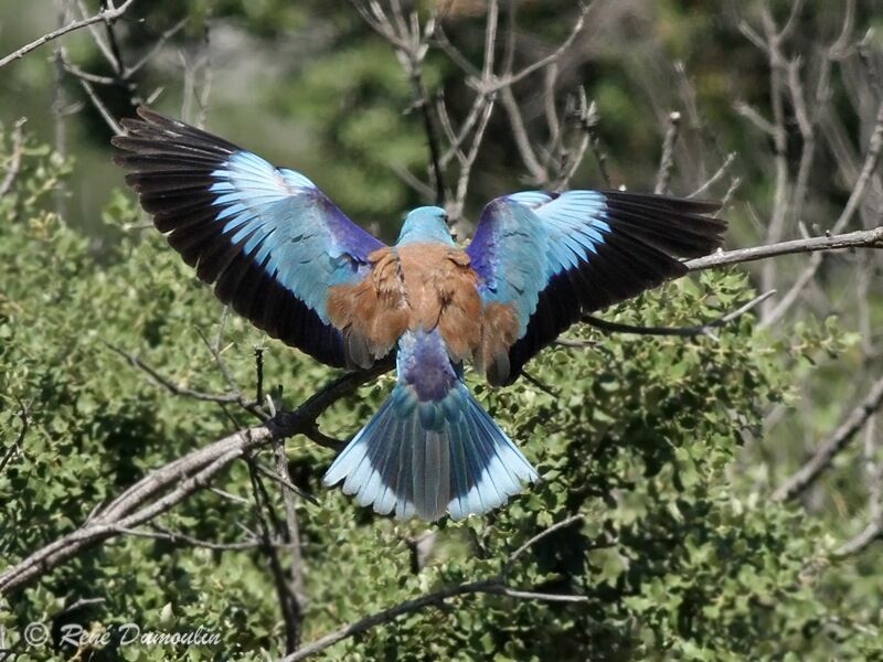 European Rolleradult, Flight