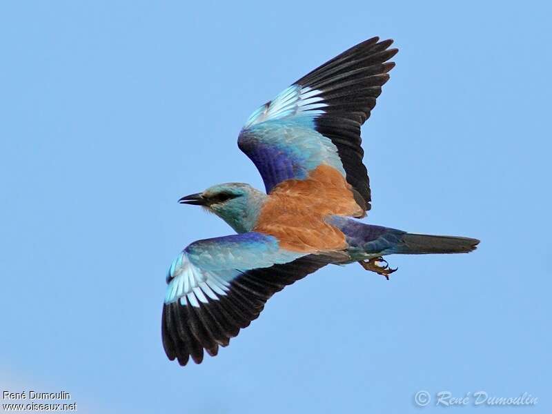 European Rolleradult, Flight