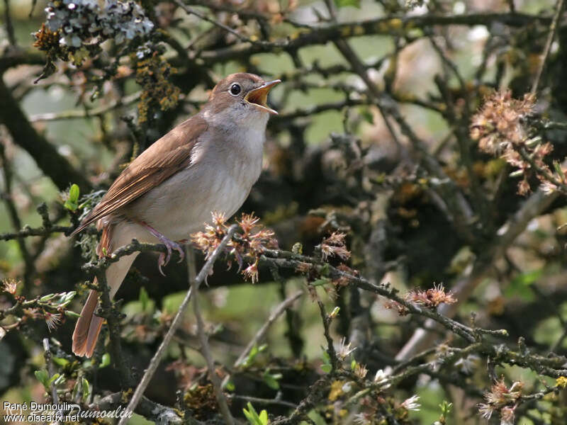 Common Nightingale male adult, habitat, pigmentation, song