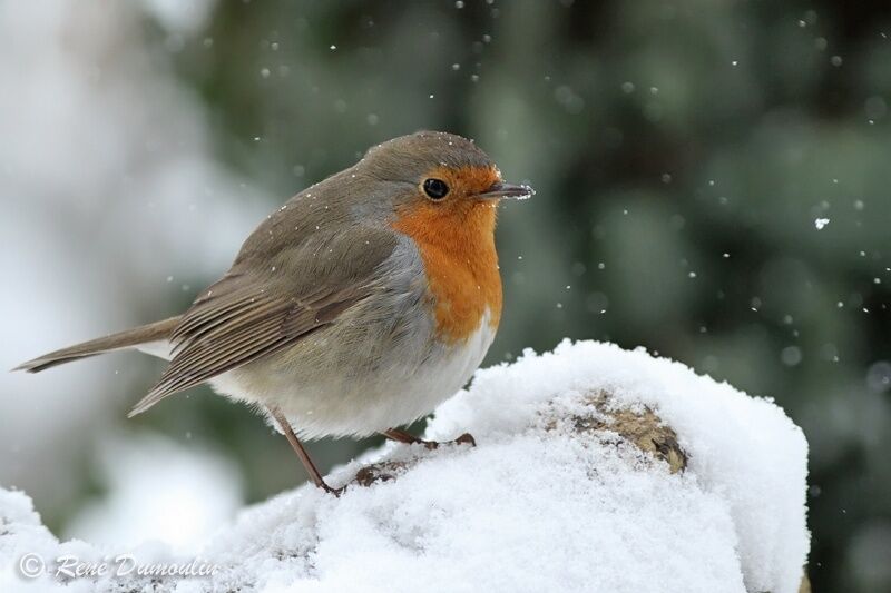 European Robinadult, identification