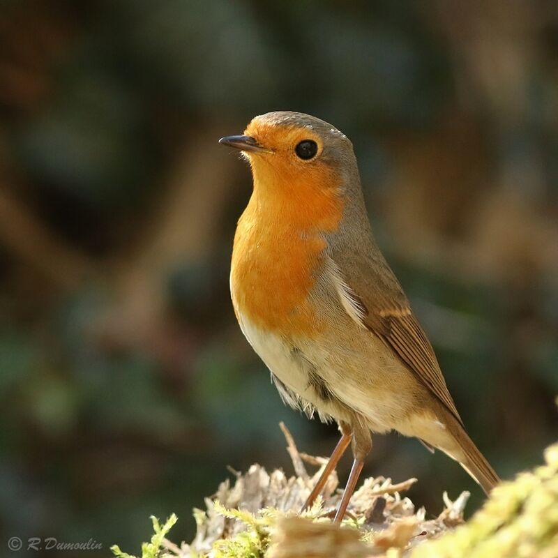 European Robinadult, identification