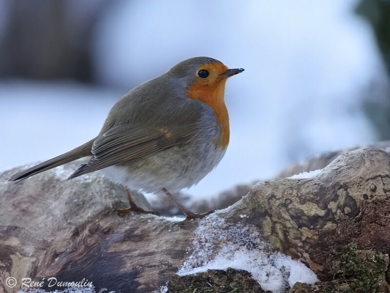 European Robin, identification