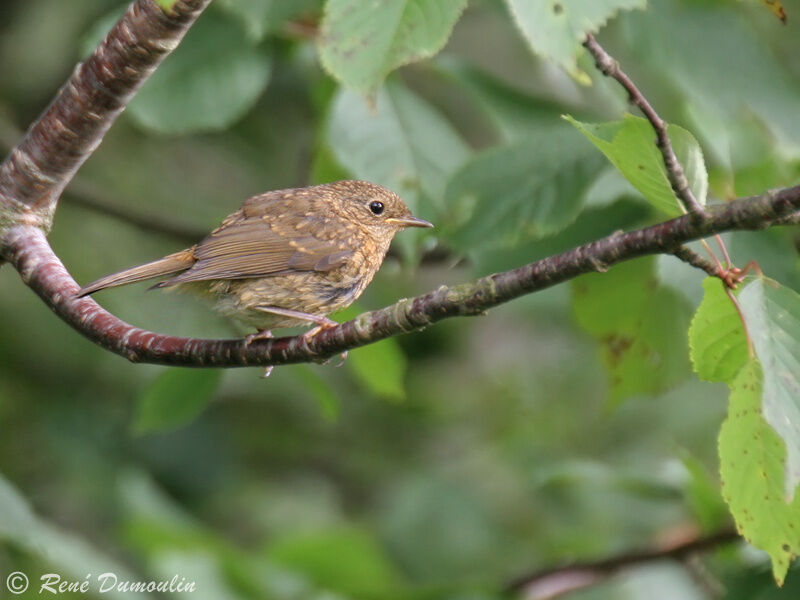 European Robinjuvenile, identification, Behaviour