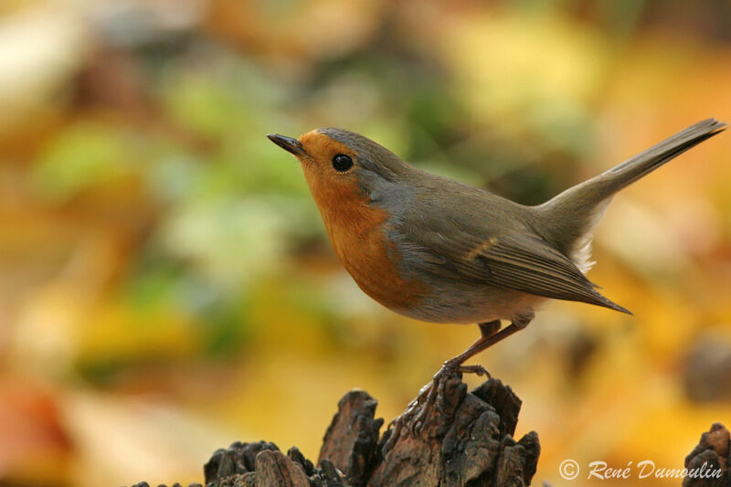 European Robin