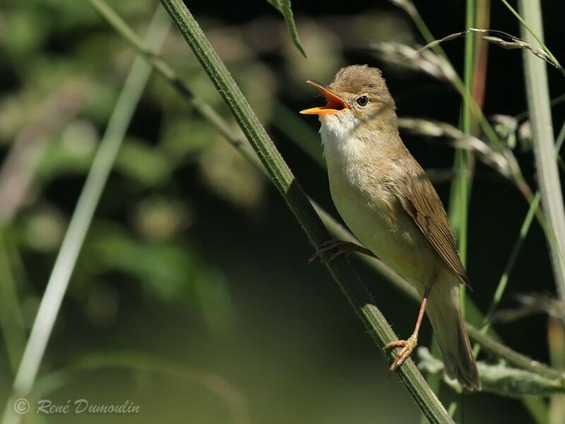 Marsh Warbler male adult, identification