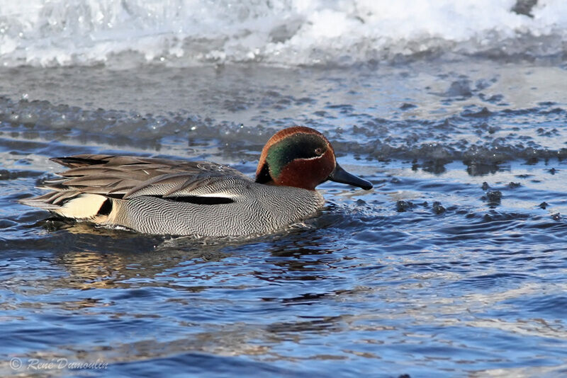 Eurasian Teal male adult breeding, identification, swimming