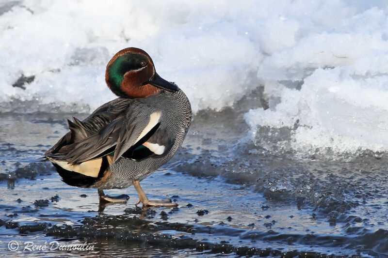 Eurasian Teal male adult breeding, identification