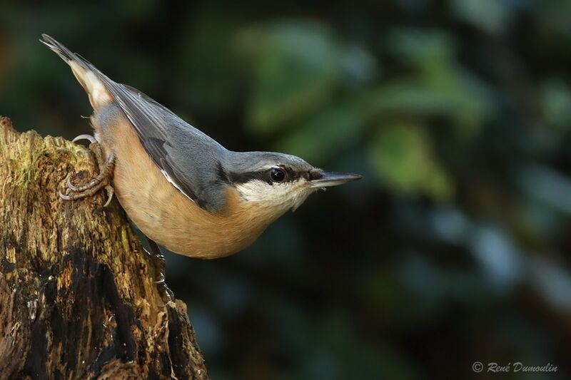 Eurasian Nuthatchadult, identification