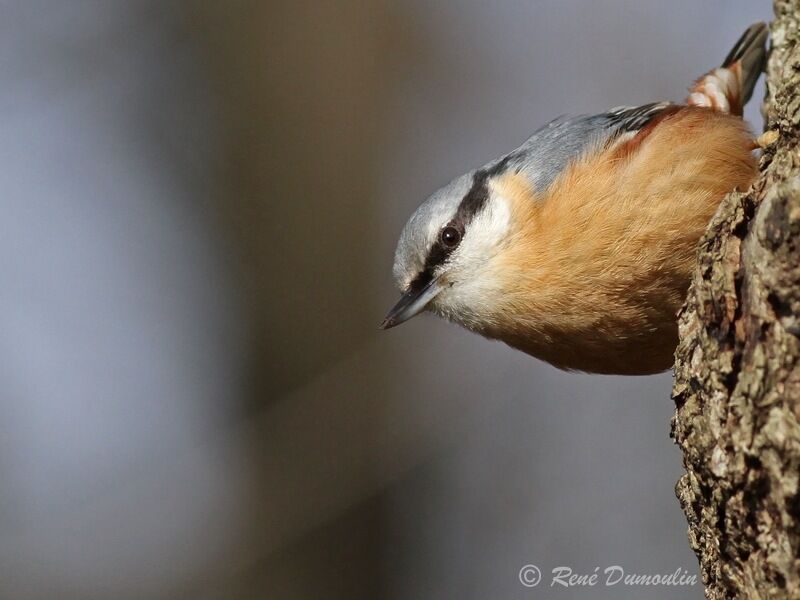 Eurasian Nuthatchadult, identification