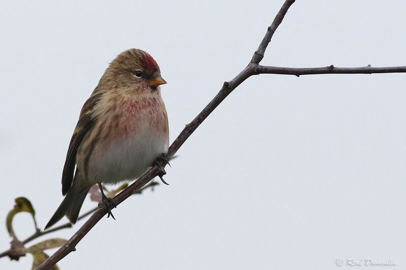 Lesser Redpoll male adult transition, identification