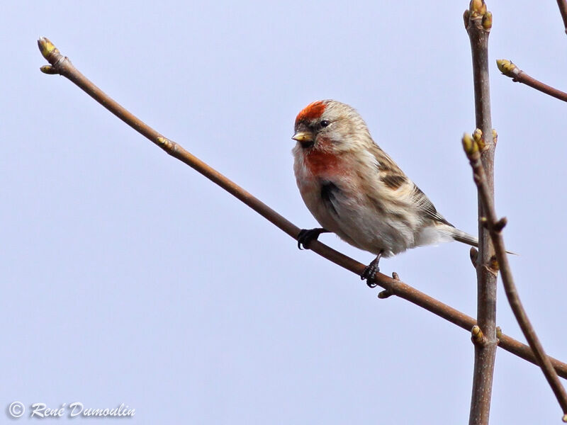 Lesser Redpoll male adult breeding, identification