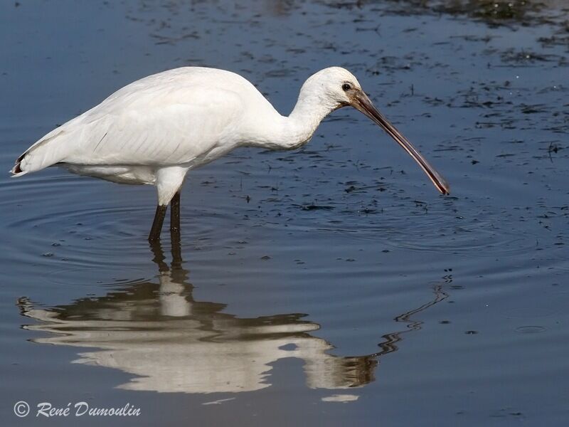 Eurasian Spoonbilljuvenile, identification