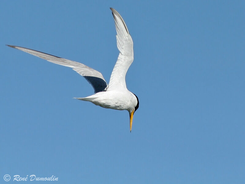 Little Ternadult, Flight