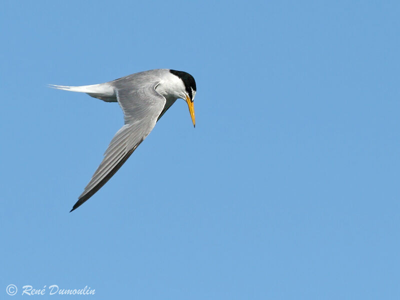 Little Ternadult, Flight